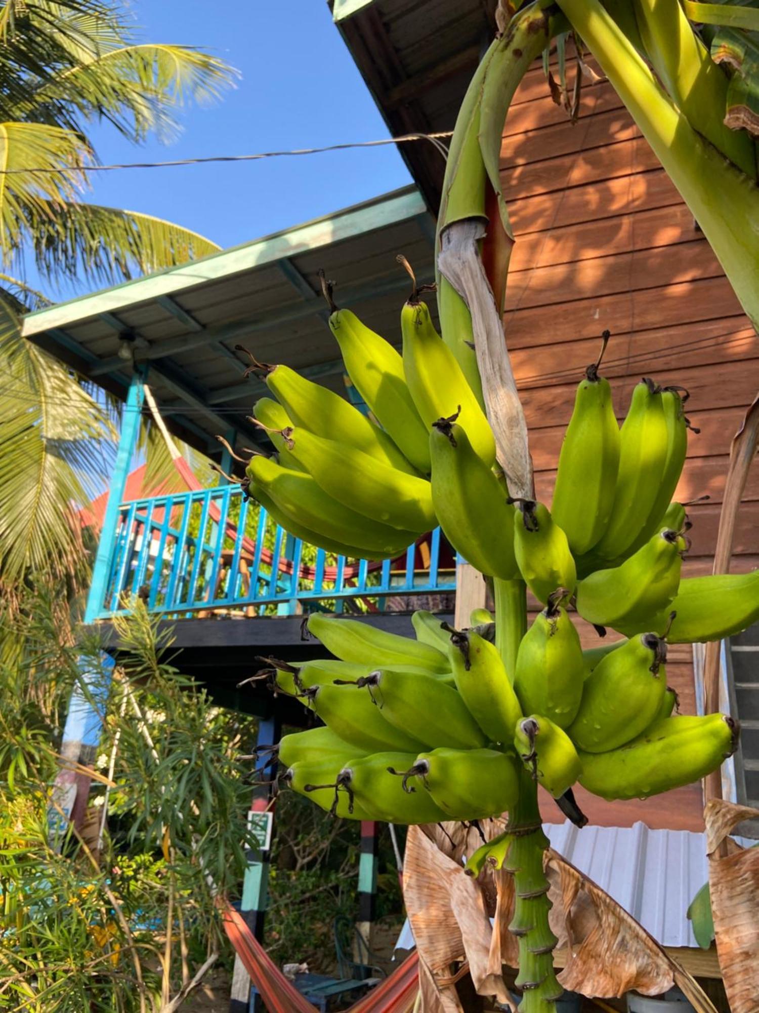 Anda Di Hows Hostel Placencia Eksteriør billede