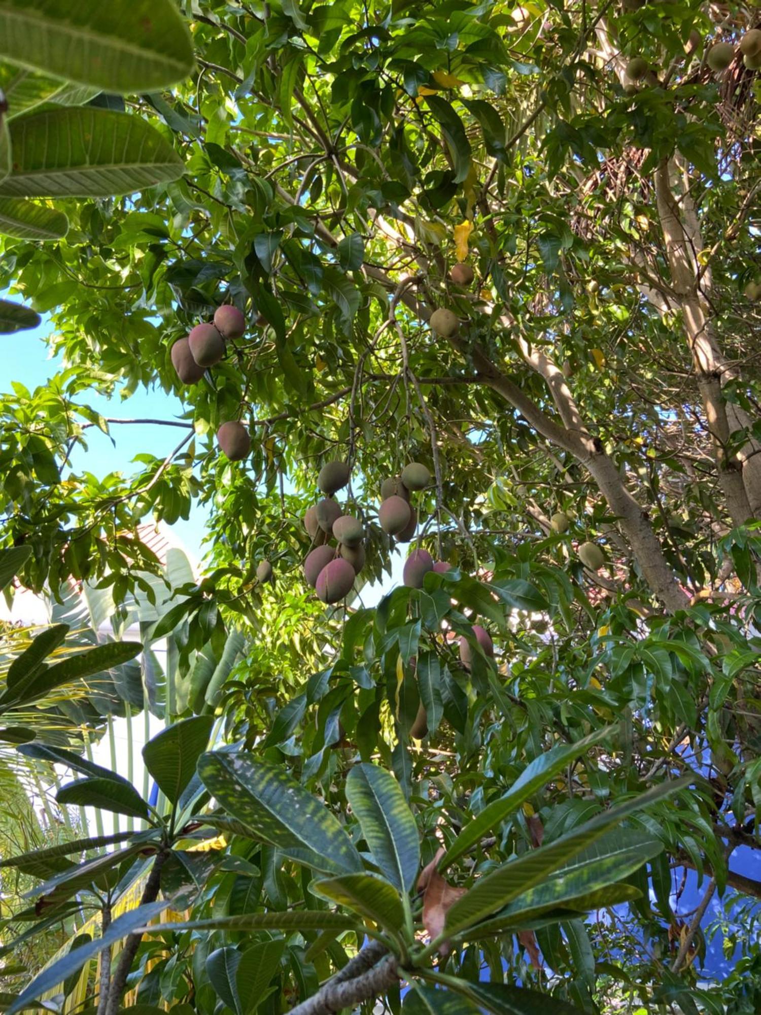 Anda Di Hows Hostel Placencia Eksteriør billede